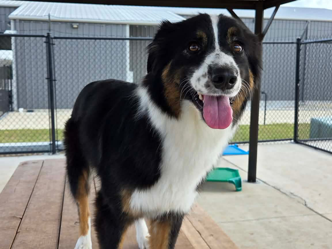 Happy dog on wooden bench outdoors