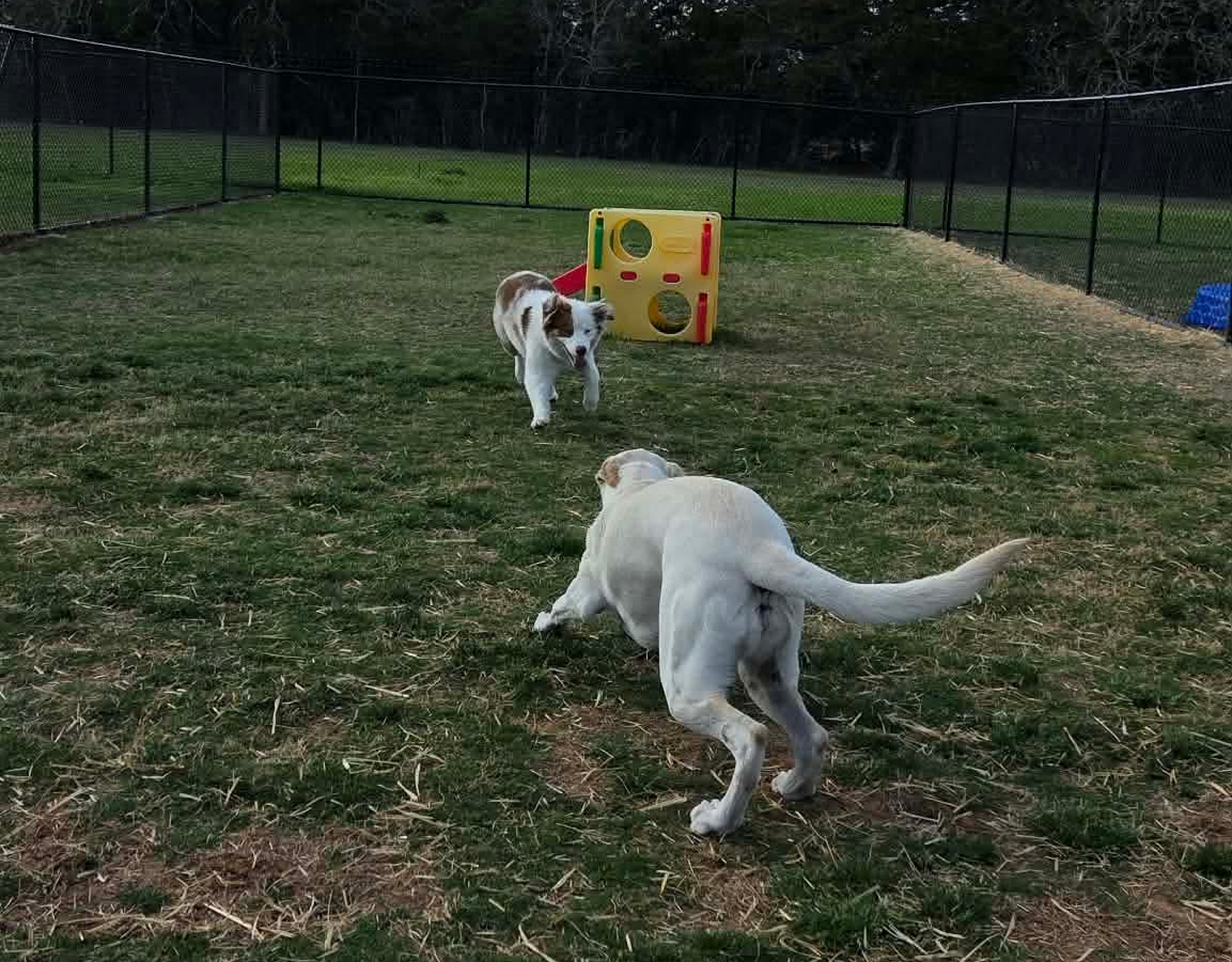 Dogs playing in a fenced grassy area.