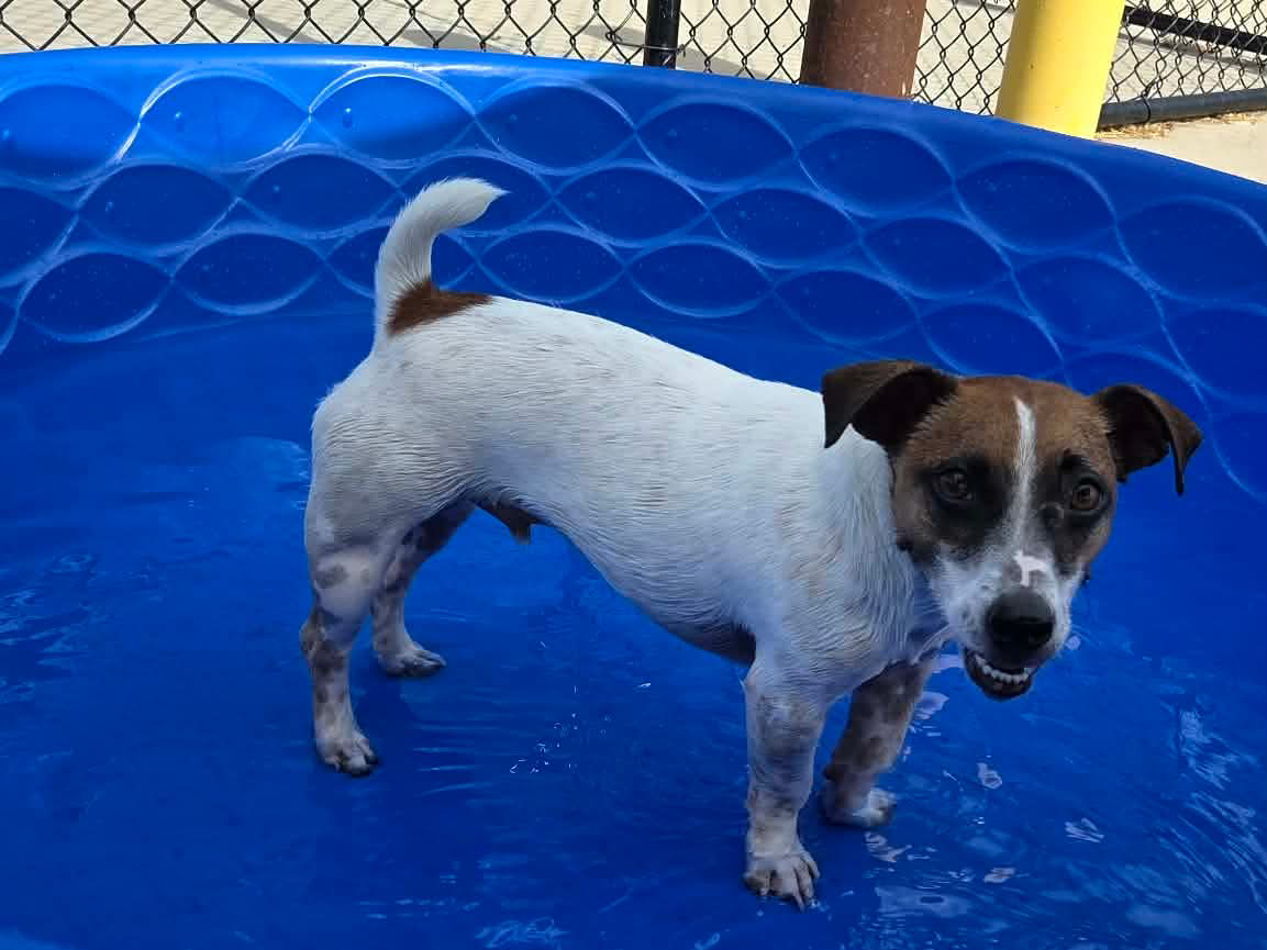 Small dog enjoying a splash
