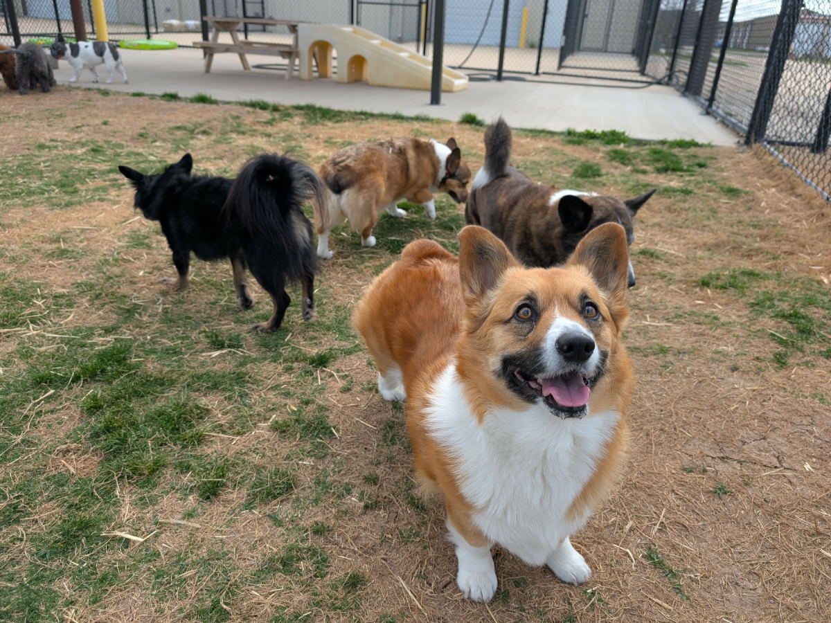 Dogs playing outdoors together