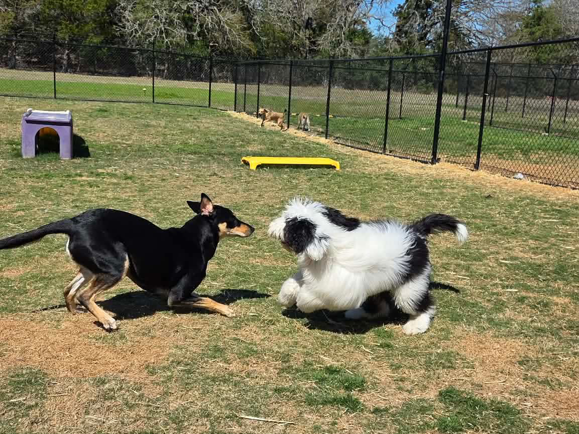 Two dogs frolicking outdoors