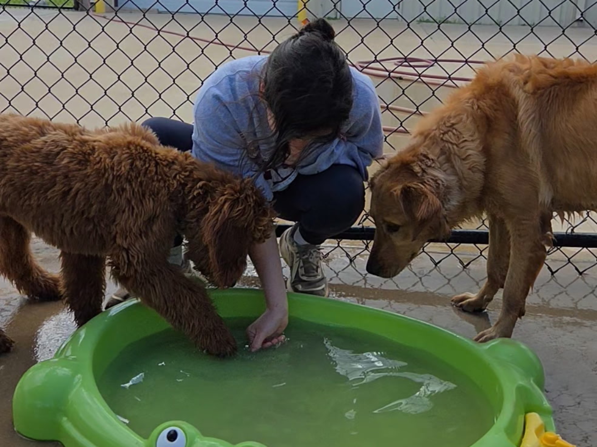 Woman and dogs enjoying water activity