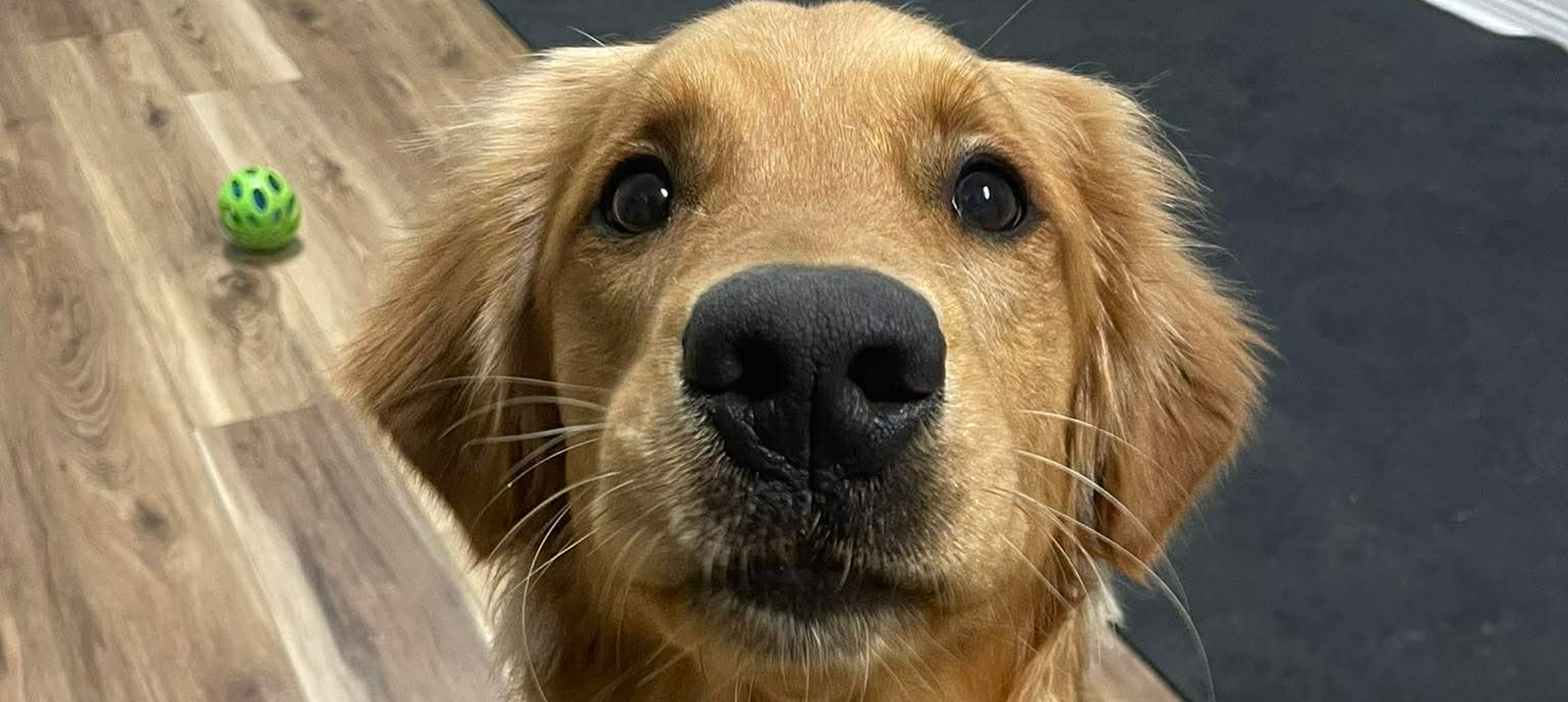 Golden retriever looking up with toy nearby.