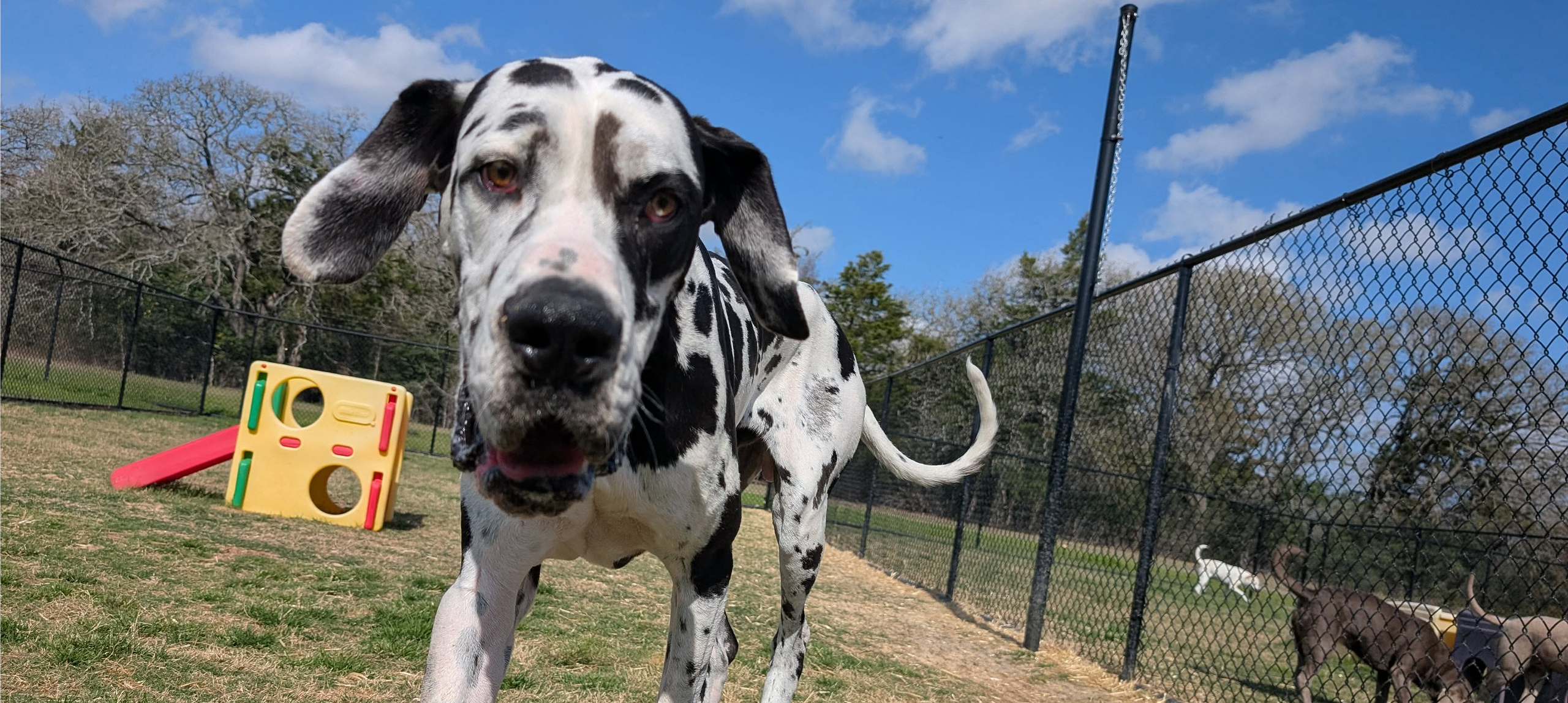Spotted dog walking in fenced grassy area.