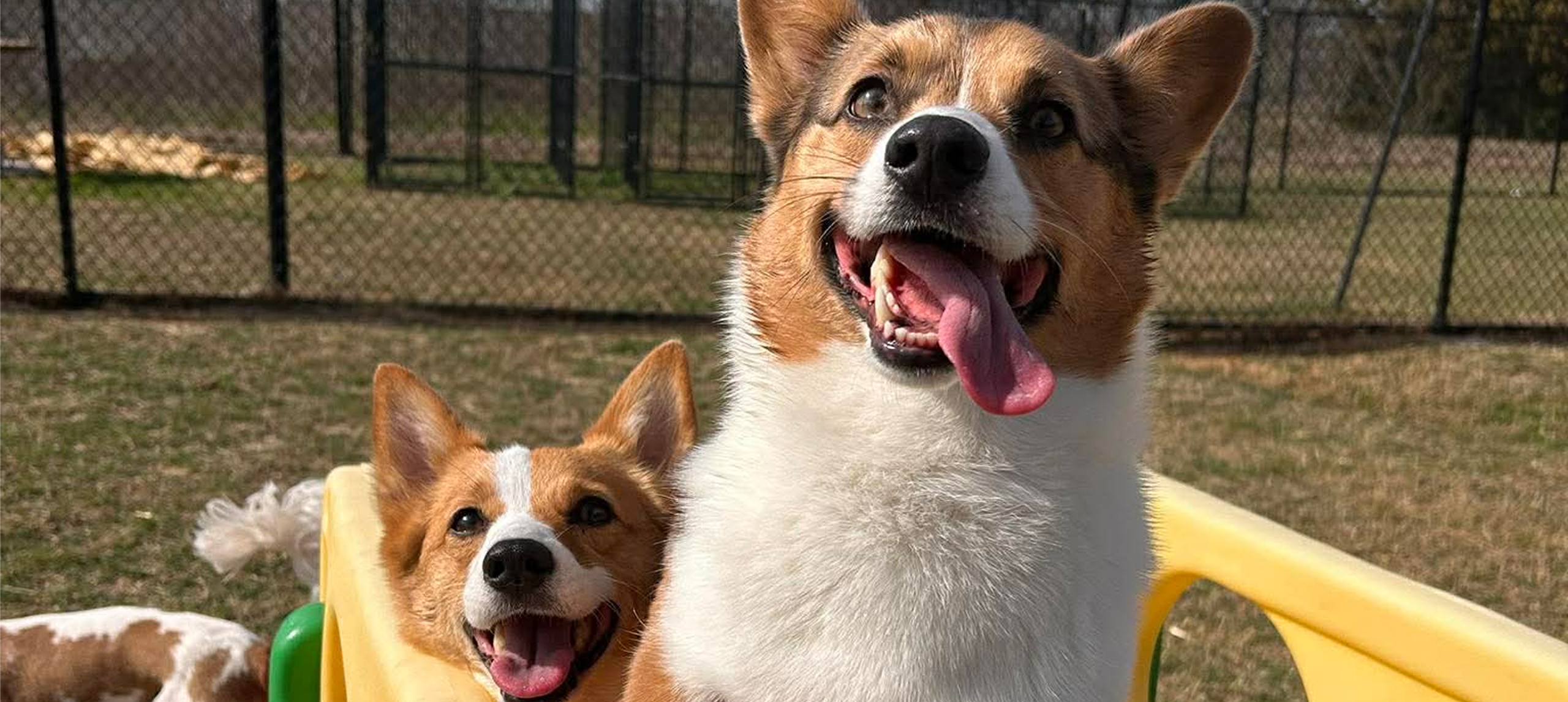 Two happy Corgis playing outside together.