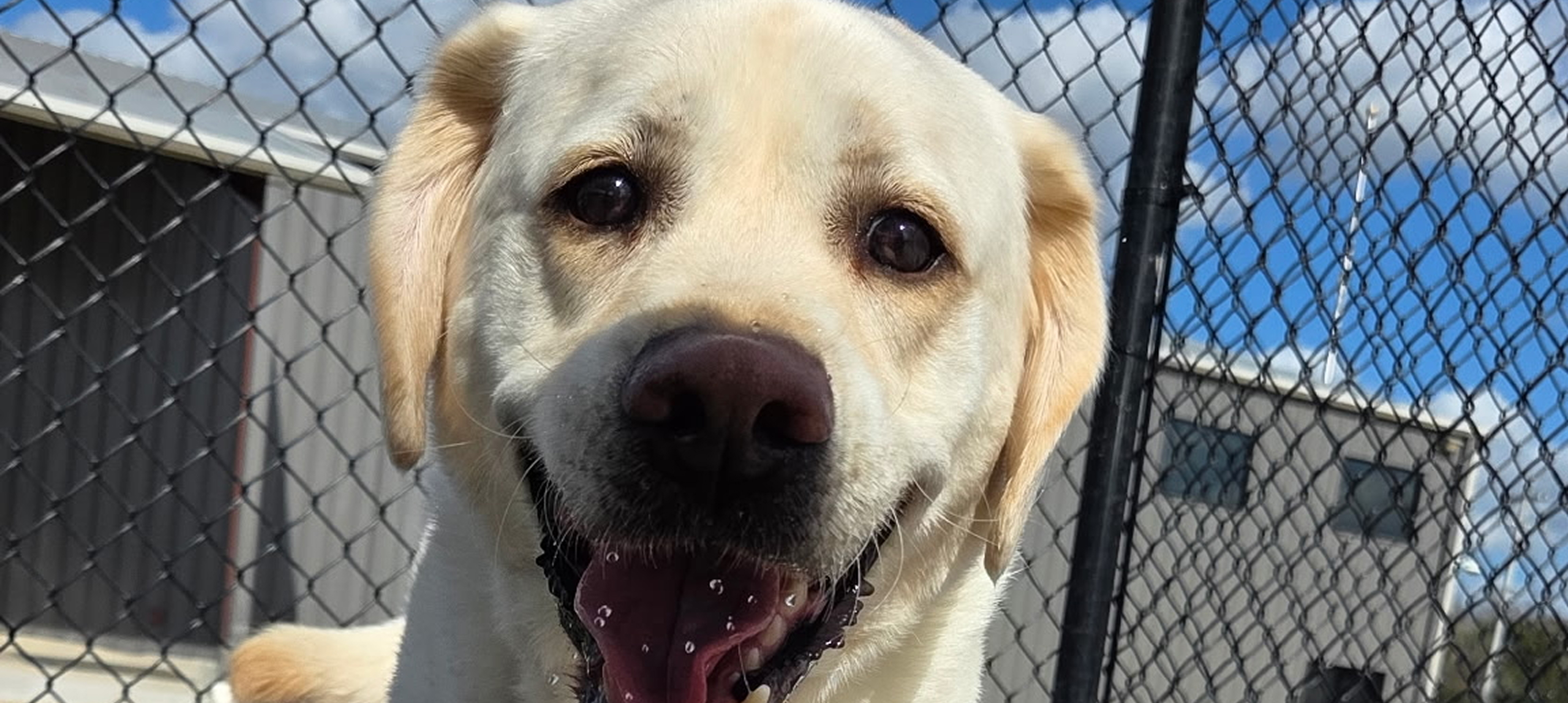 Happy Labrador retriever near a chain-link fence.