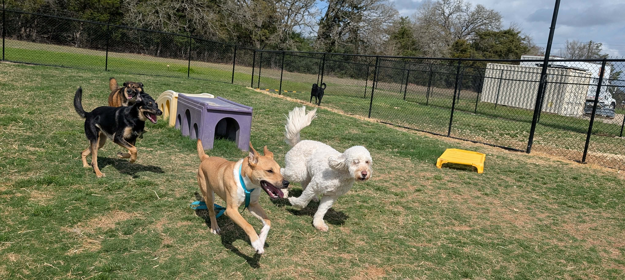 Dogs playing and running in fenced yard.
