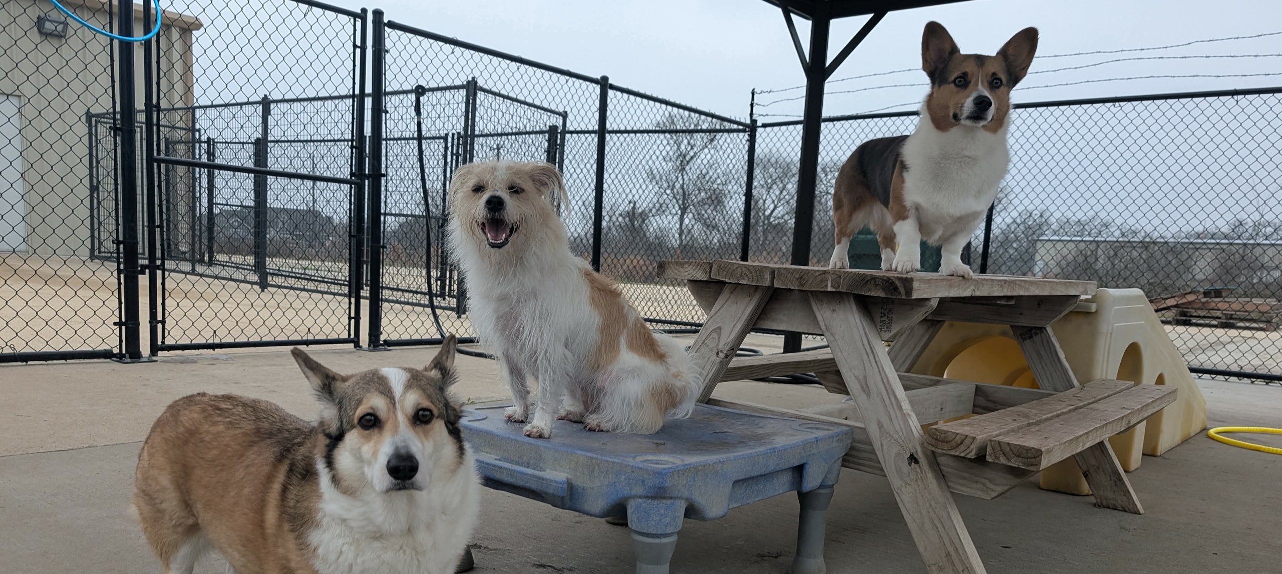 Three dogs playing in a fenced yard.