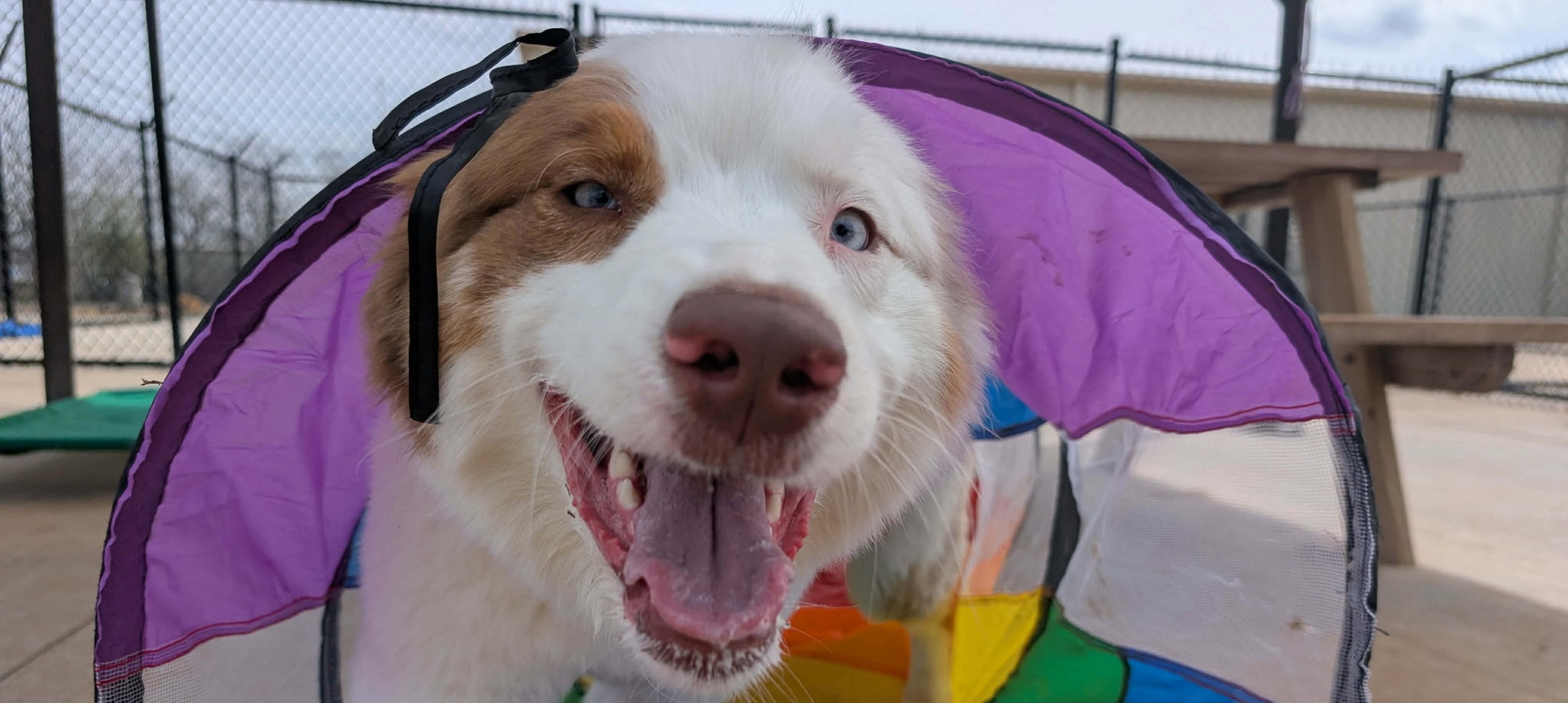 Happy dog in colorful play tunnel.