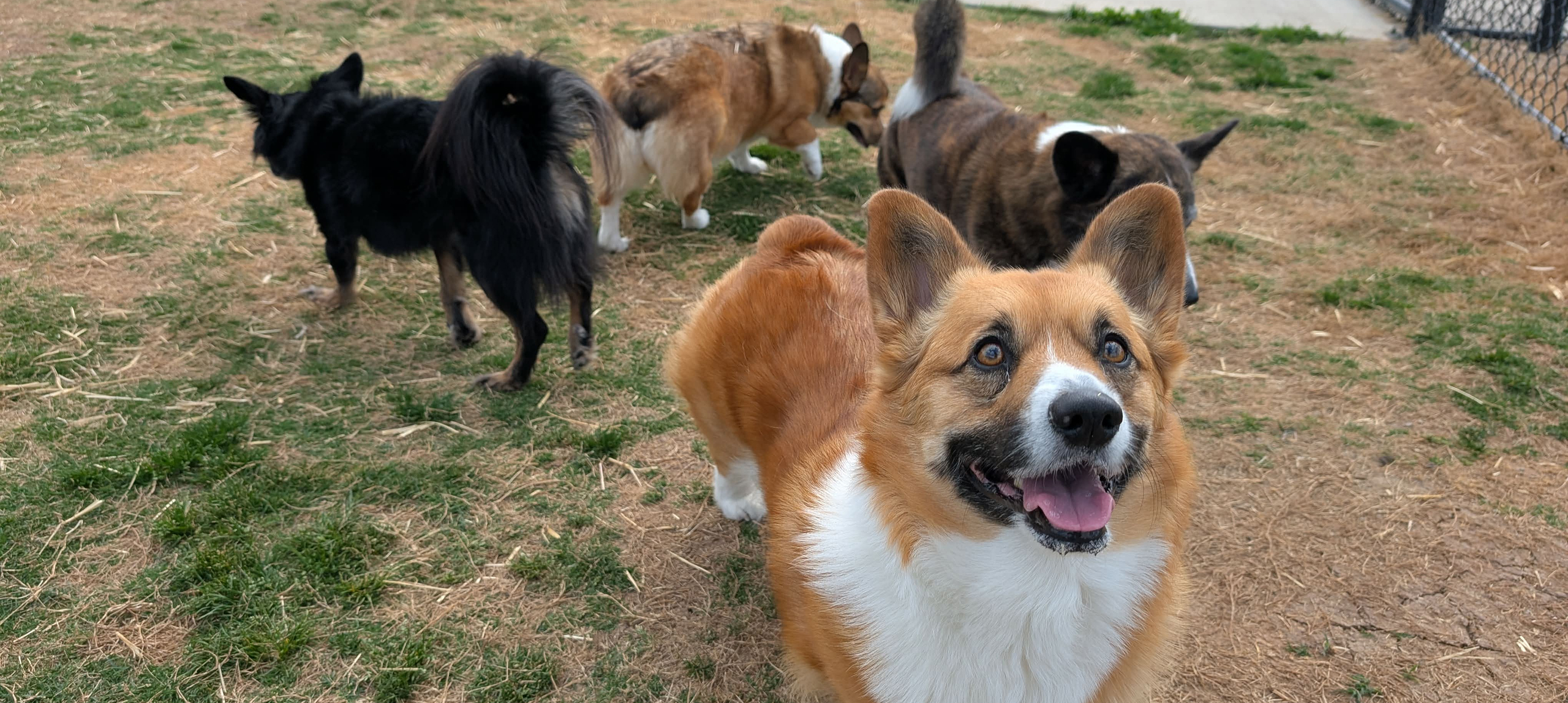 Happy dogs playing together in a park.