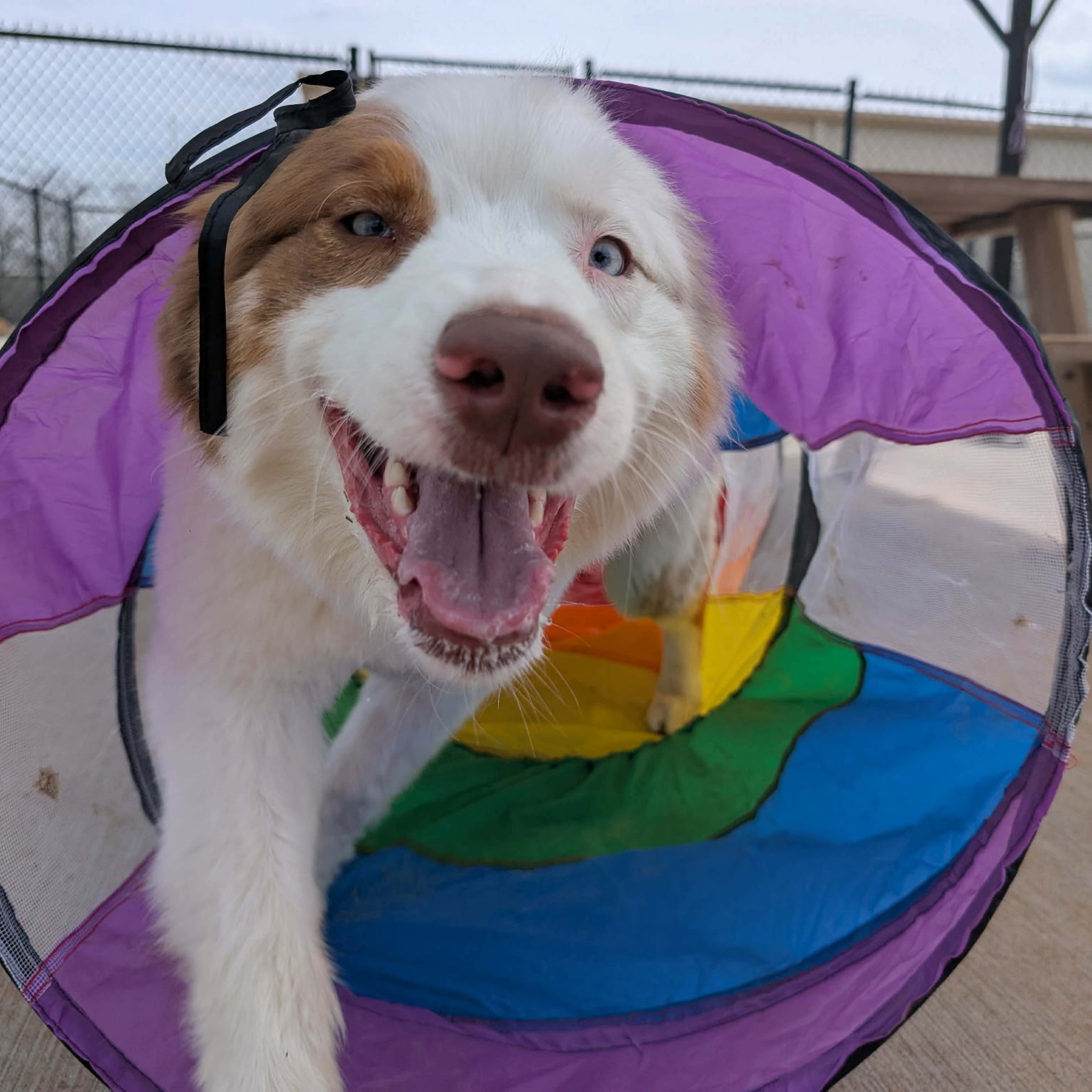 Dog smiling inside colorful play tunnel.