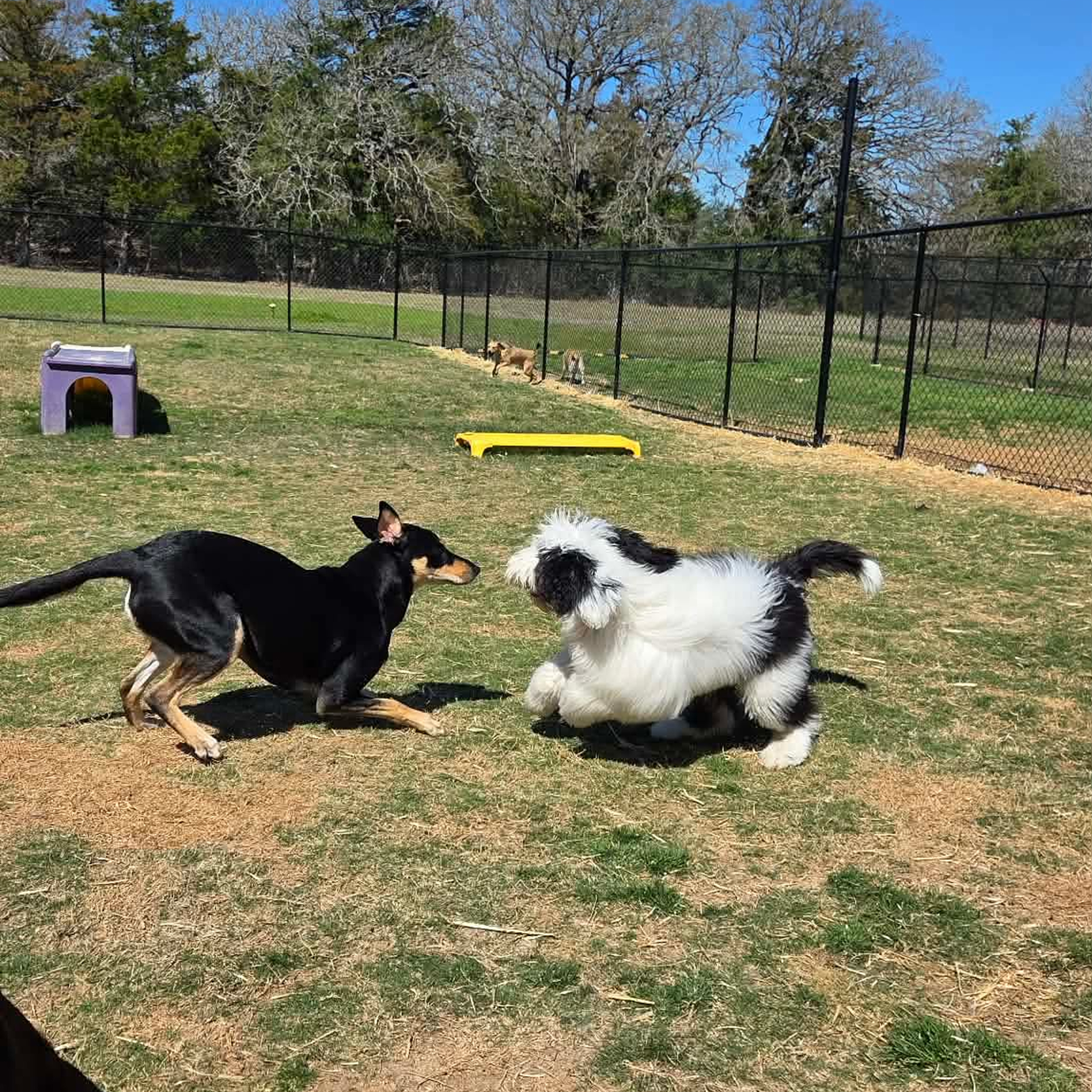 Dogs playing in a fenced grassy area.