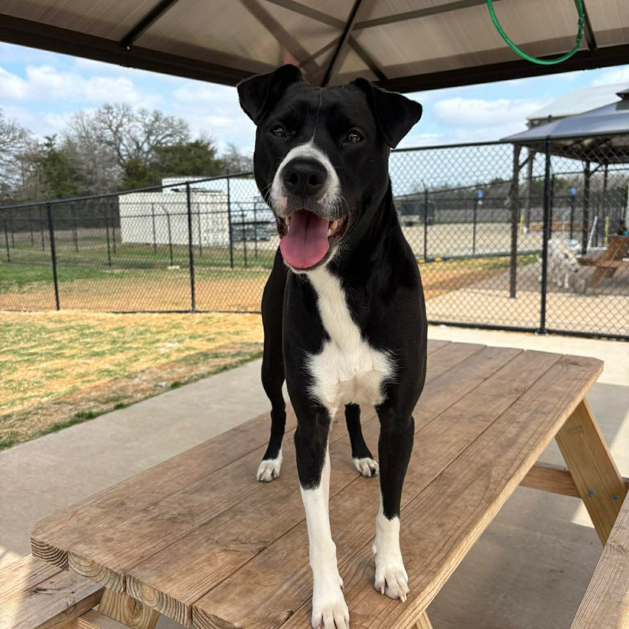 Black and white dog on picnic table.