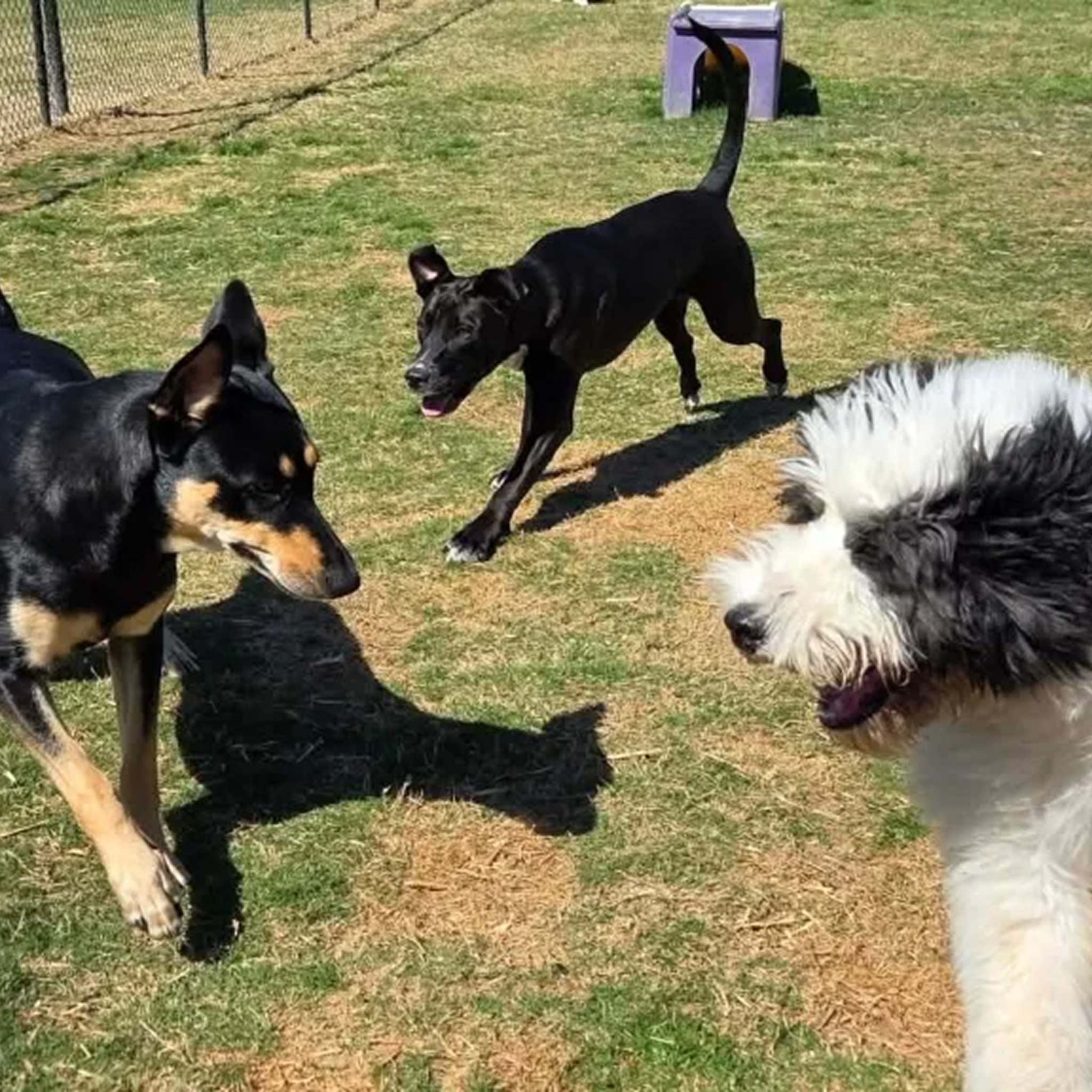 Three dogs playing together in grassy field.