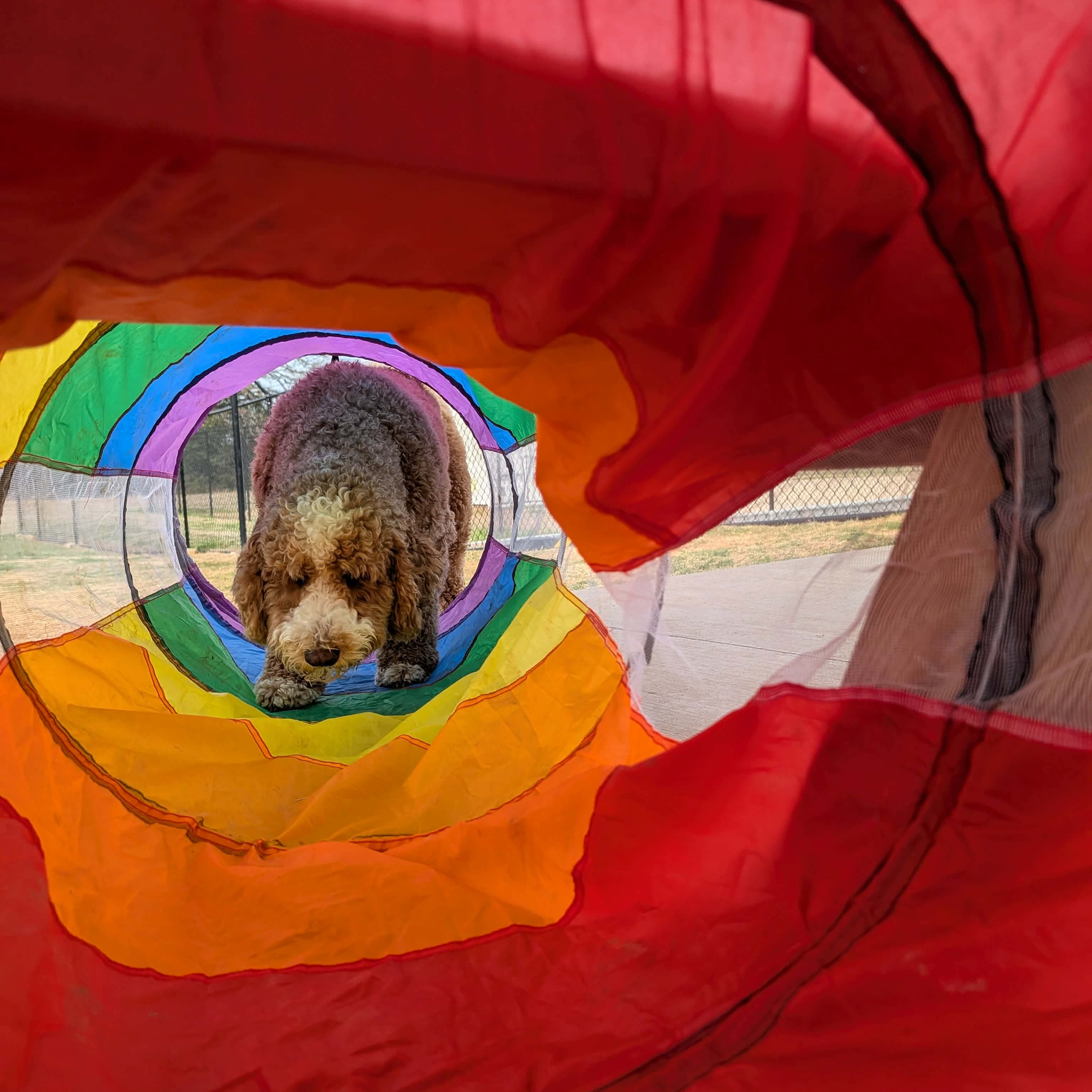 Dog inside colorful play tunnel at park.