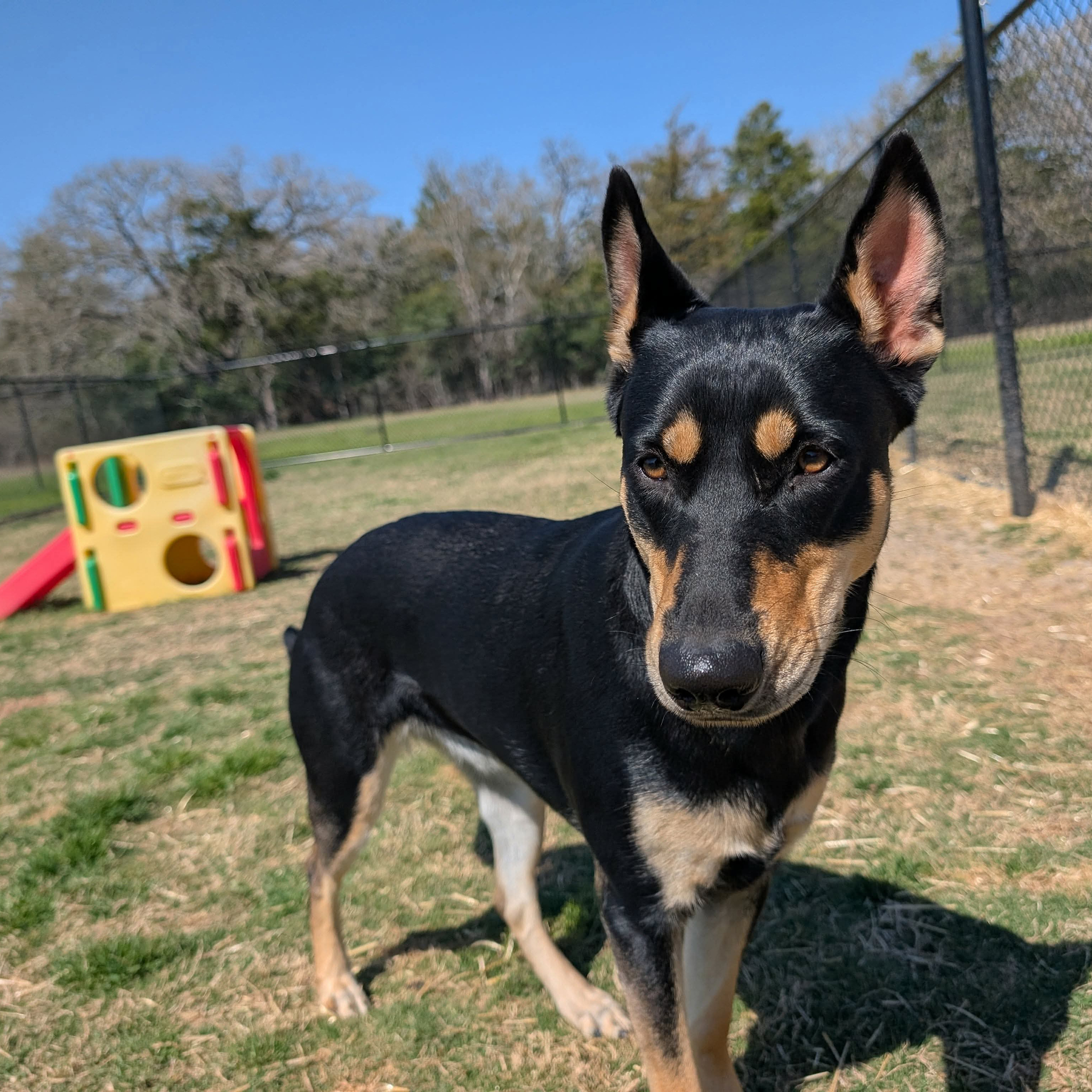Dog standing in grassy fenced play area.