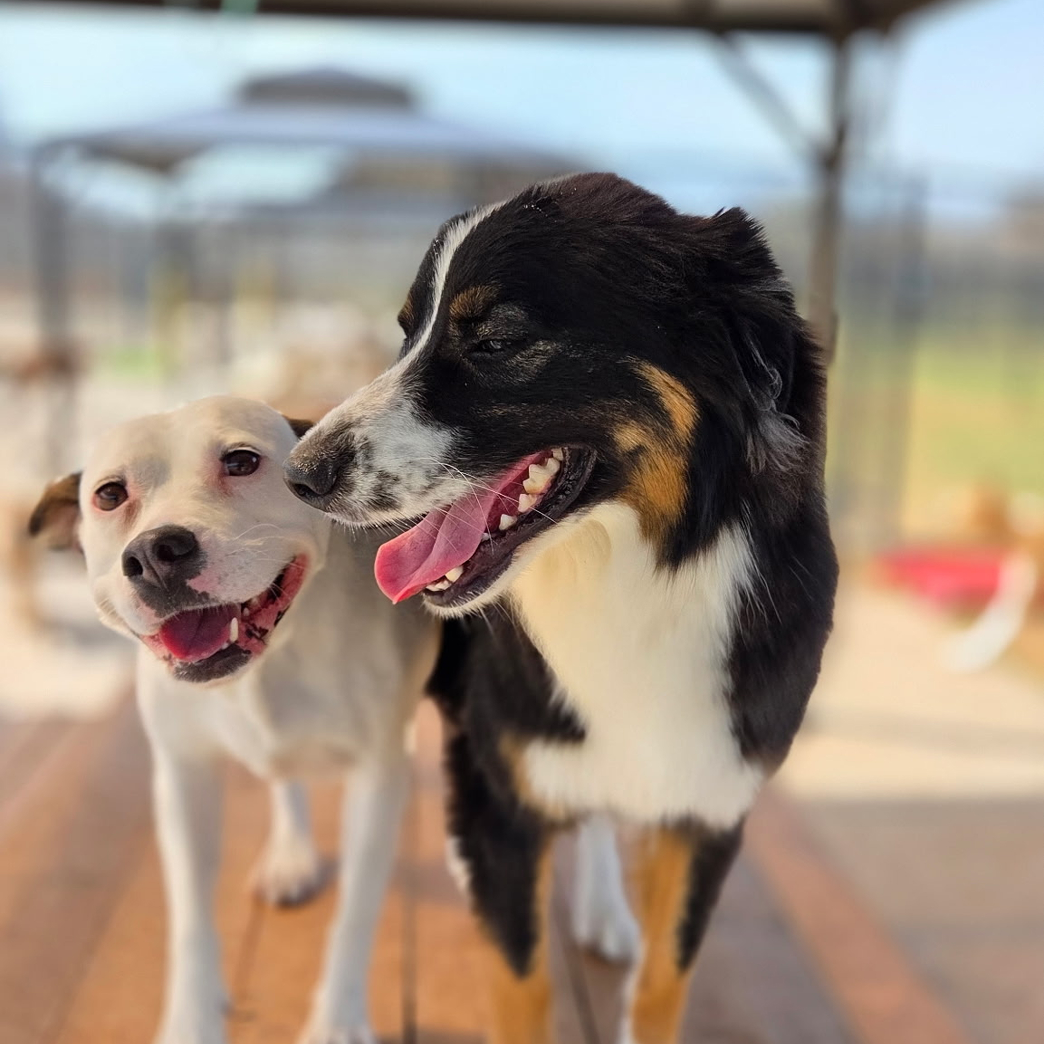 Two happy dogs with tongues out.