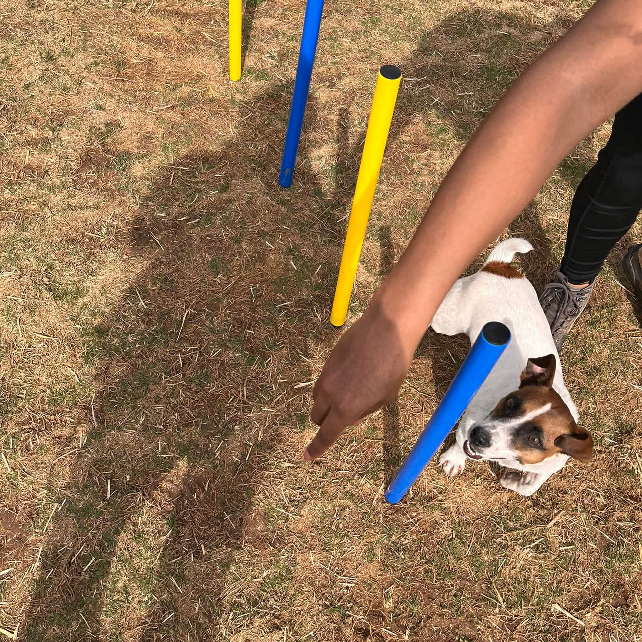 Dog navigating agility poles with handler.