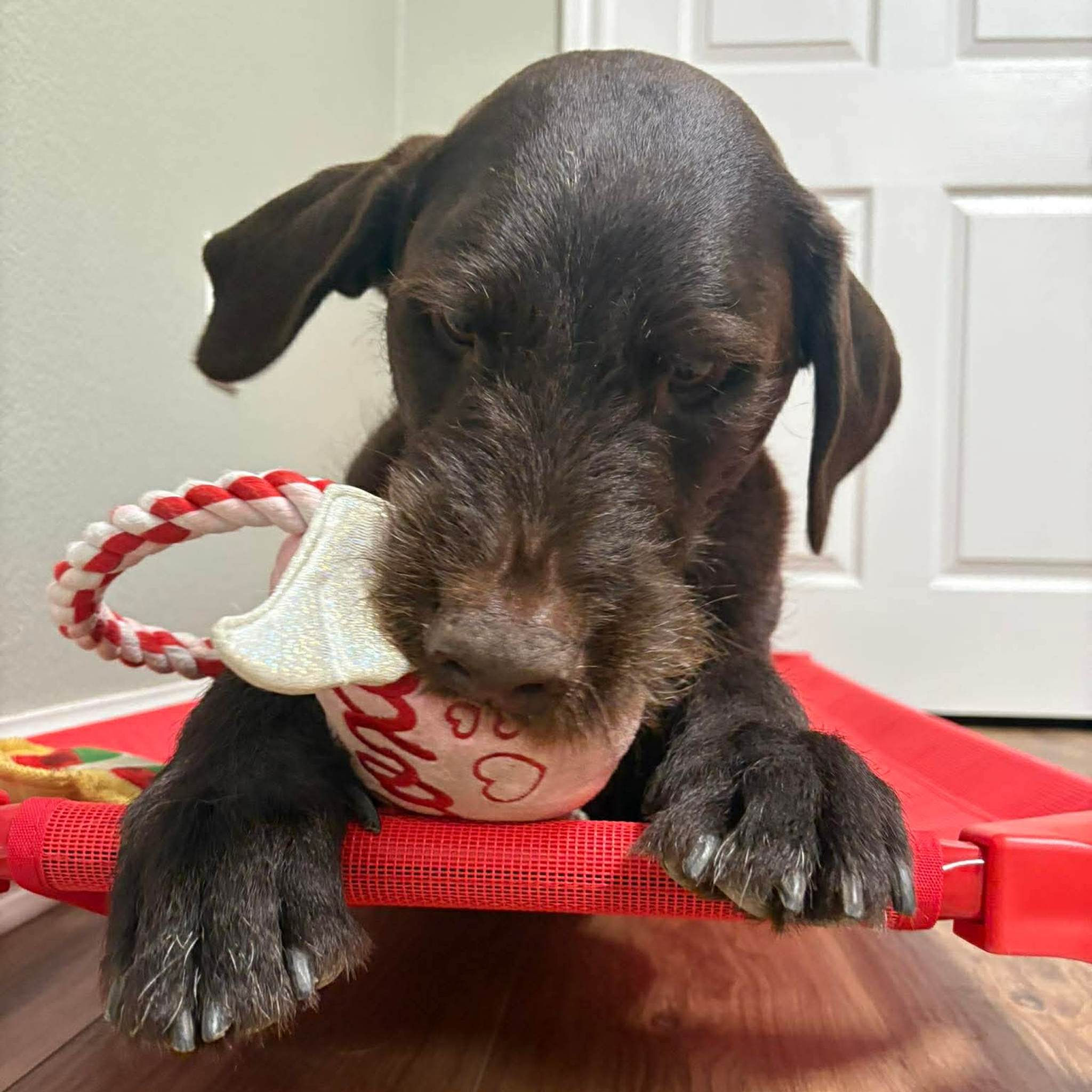 Dog chewing a toy on red bed.