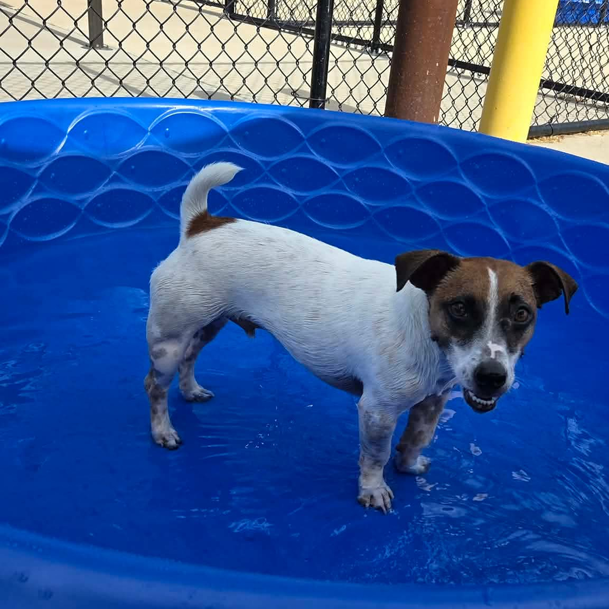 Dog standing in blue kiddie pool.