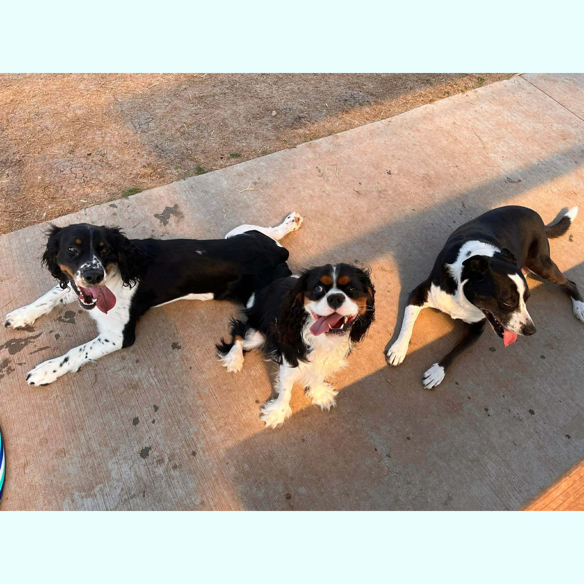 Three happy black and white dogs lying on a sunlit pavement.