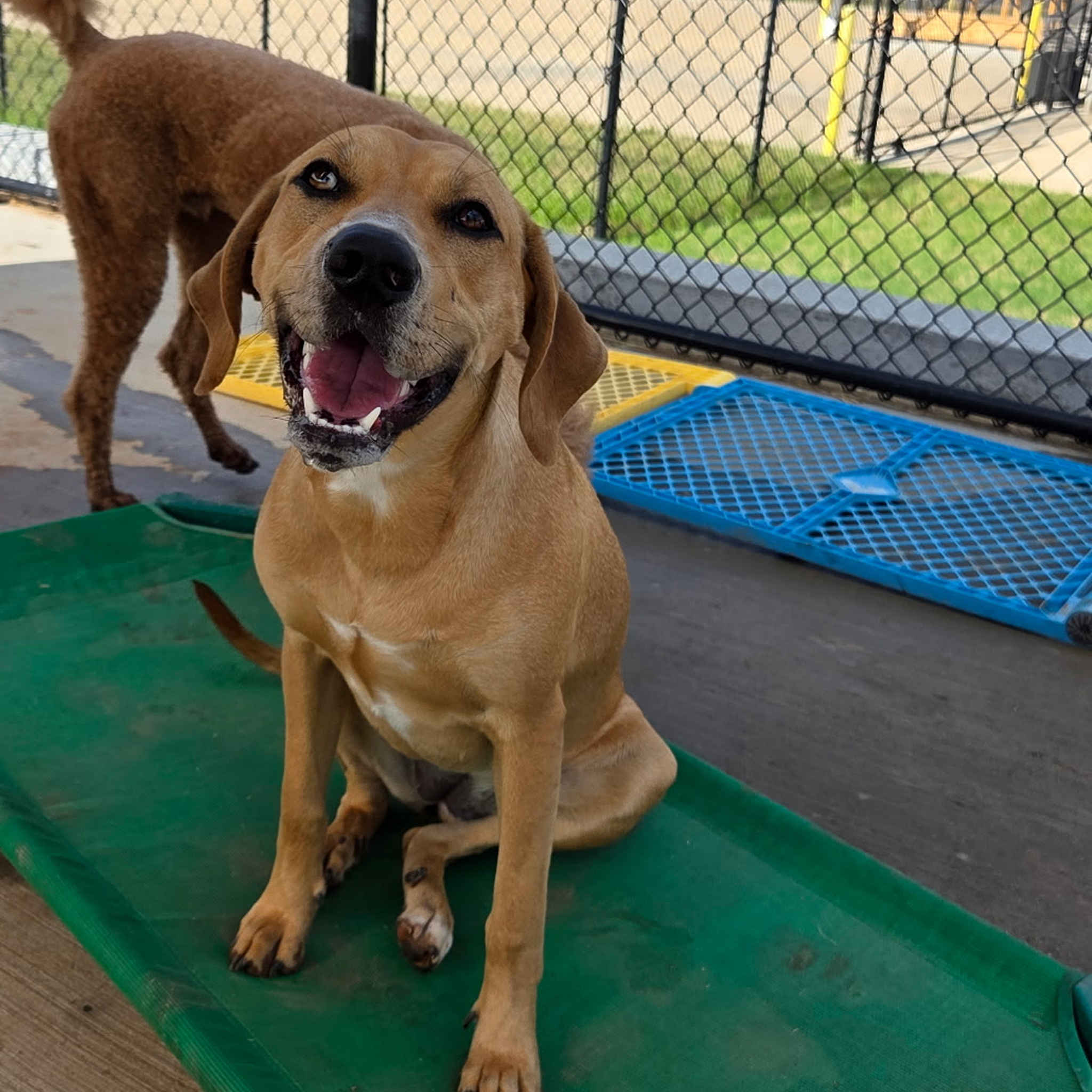 Smiling dog sitting on a green mat.