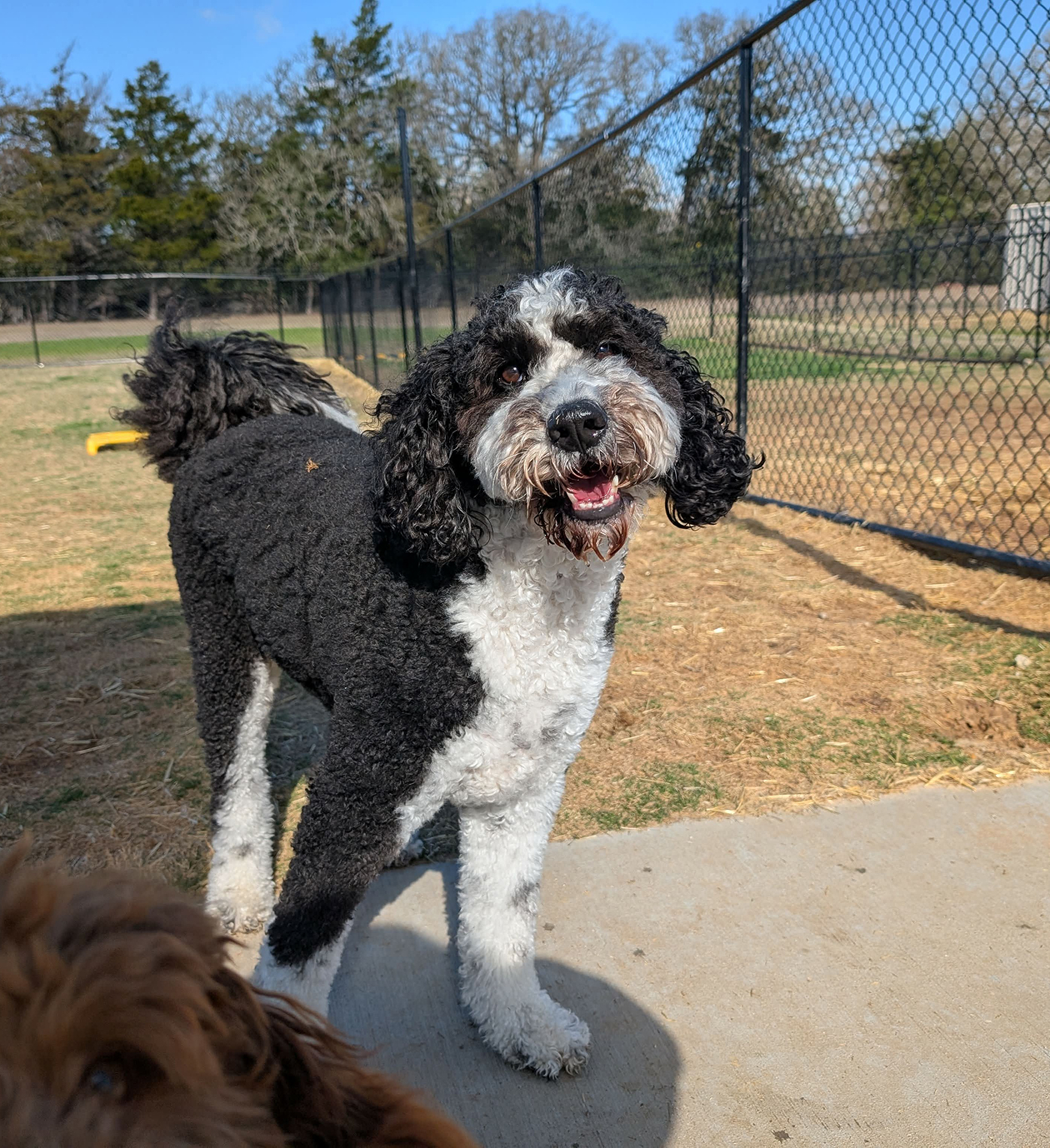 Happy black and white dog outdoors.