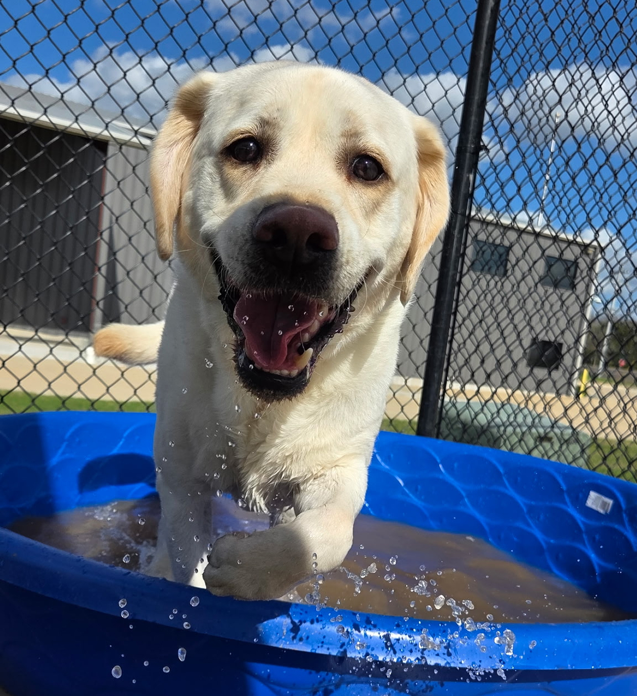 Happy dog playing in a blue pool.