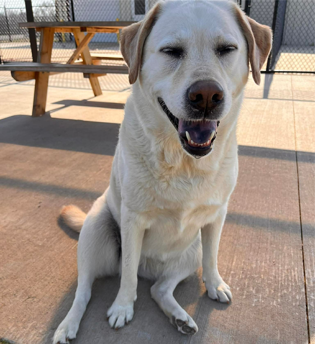 Smiling dog sitting on sunlit patio.