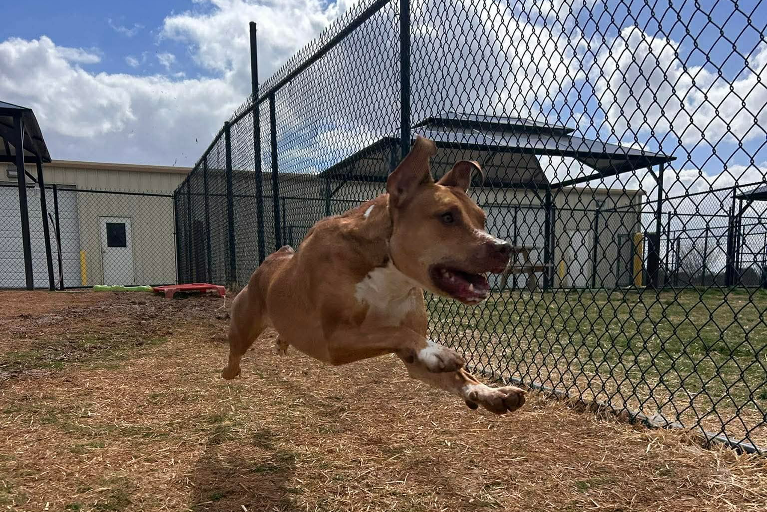 Dog jumping near chain-link fence outdoors.