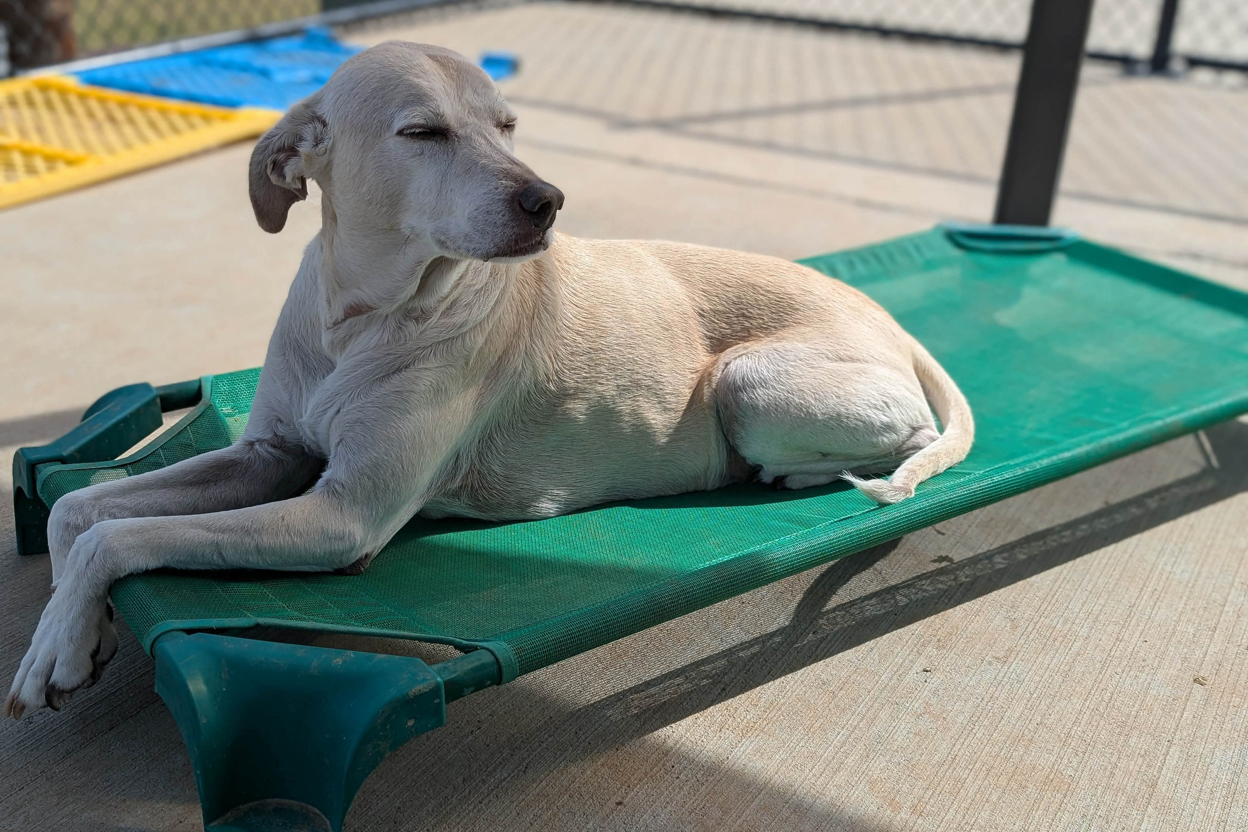 Dog relaxing on a green outdoor cot.