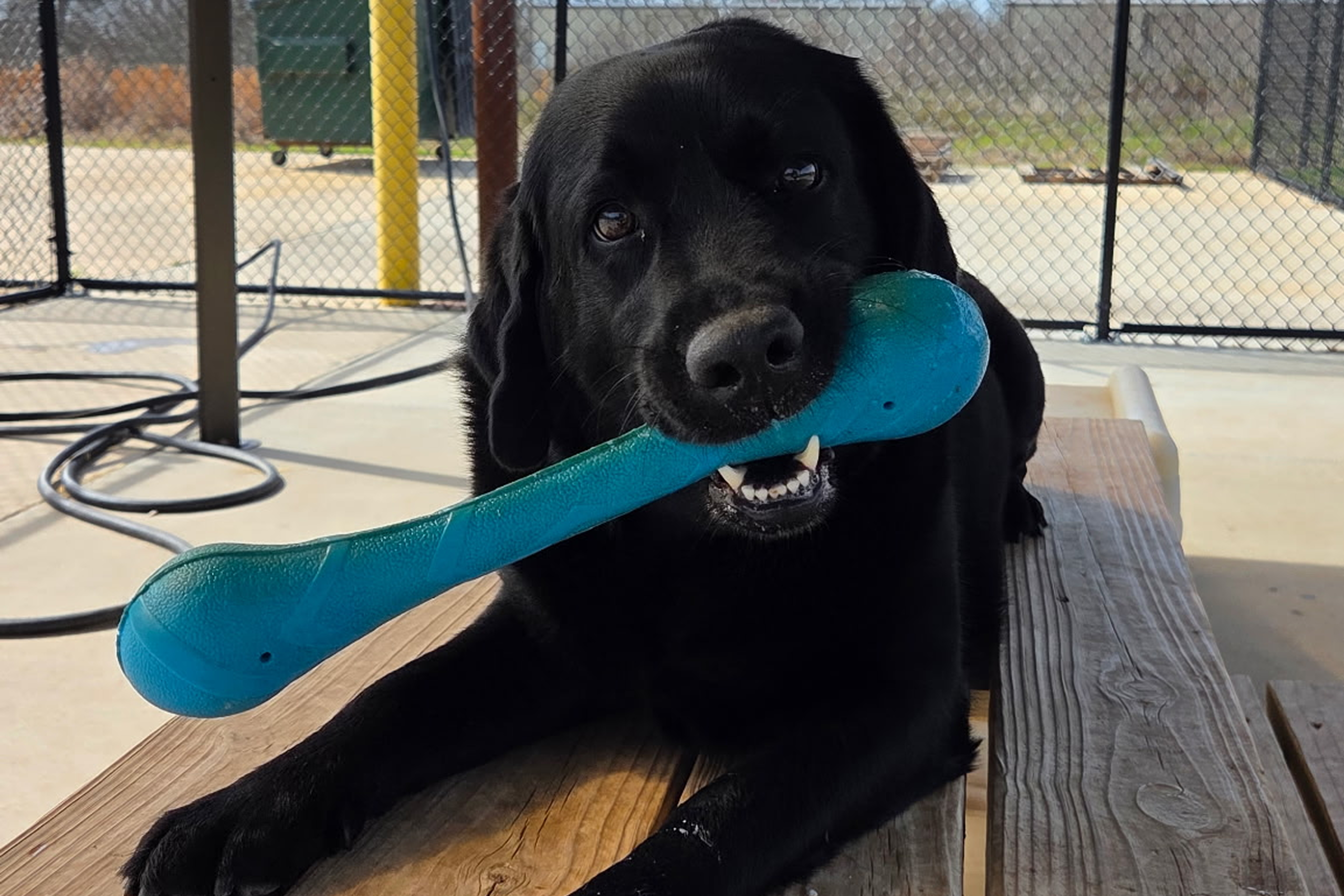 Black dog with blue toy on bench.