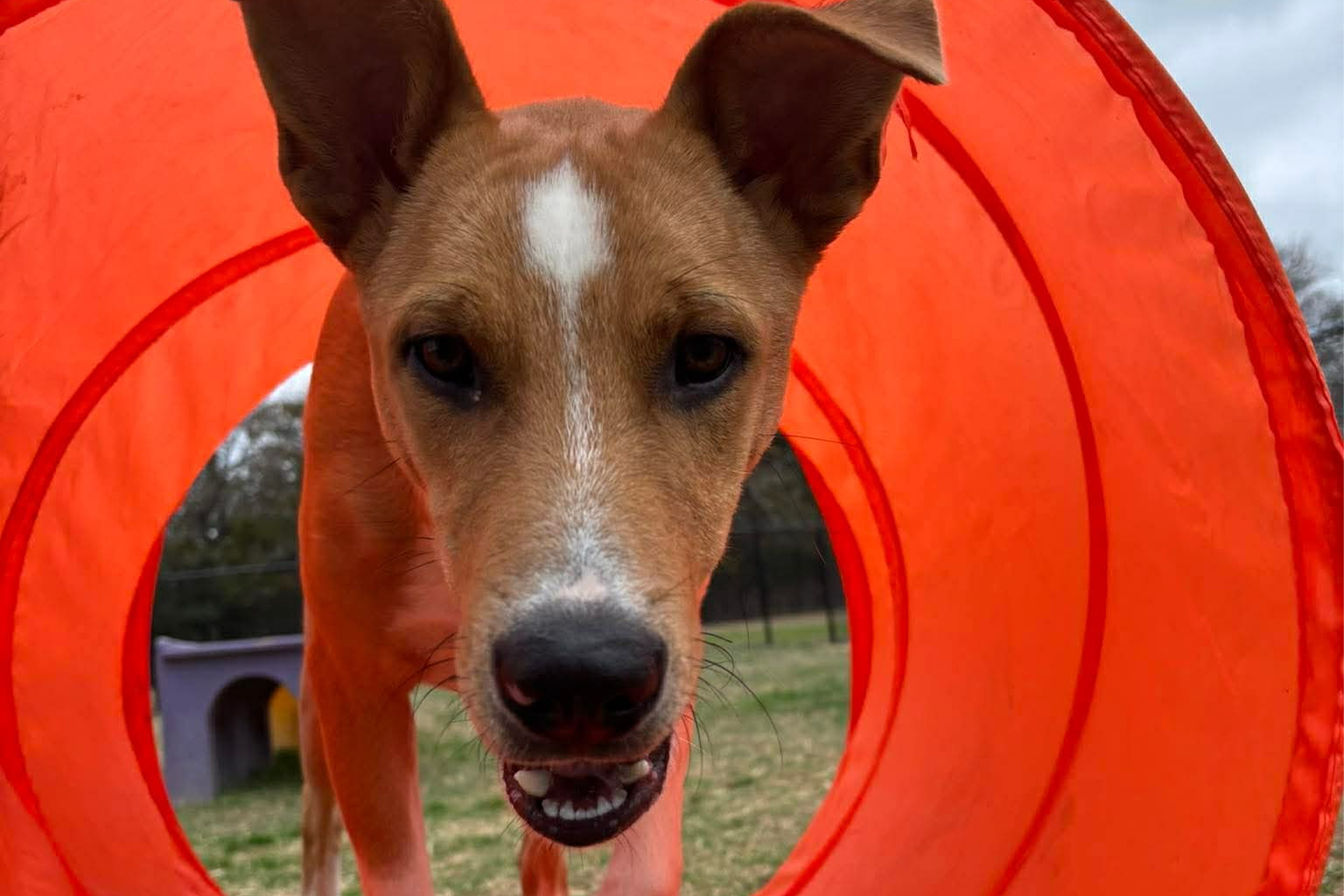 Dog inside an orange agility tunnel outdoors.