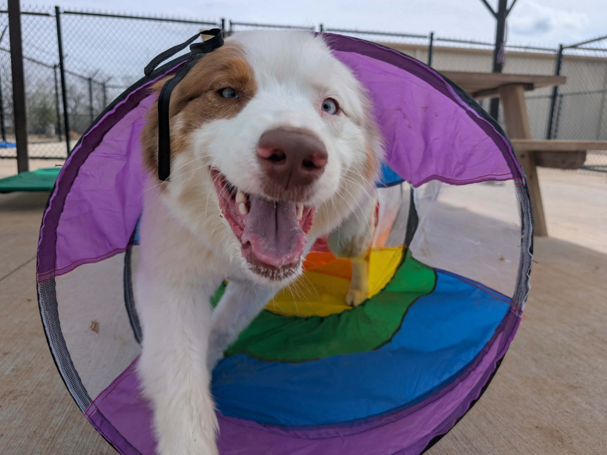 Playful puppy enjoying outdoor activity