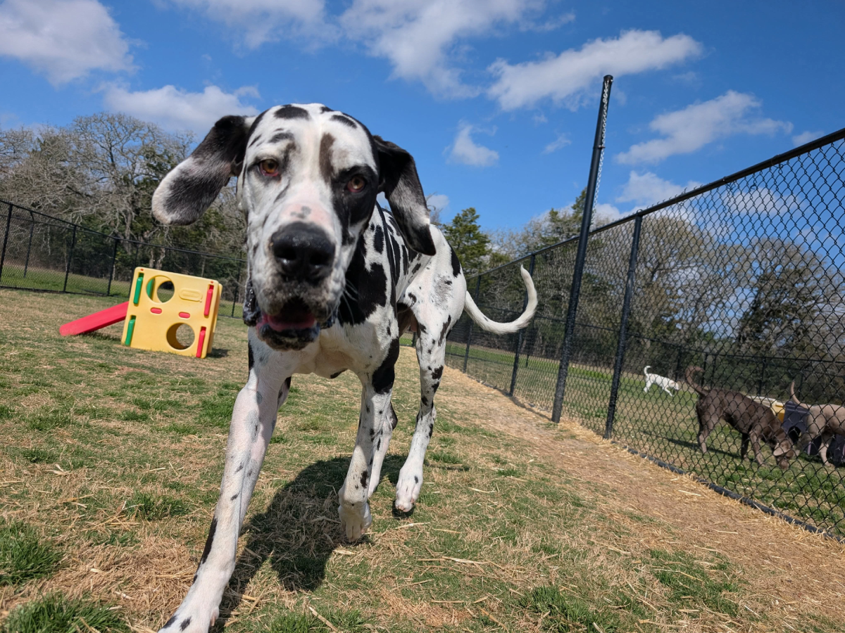 Dalmatian exploring fenced grassy area