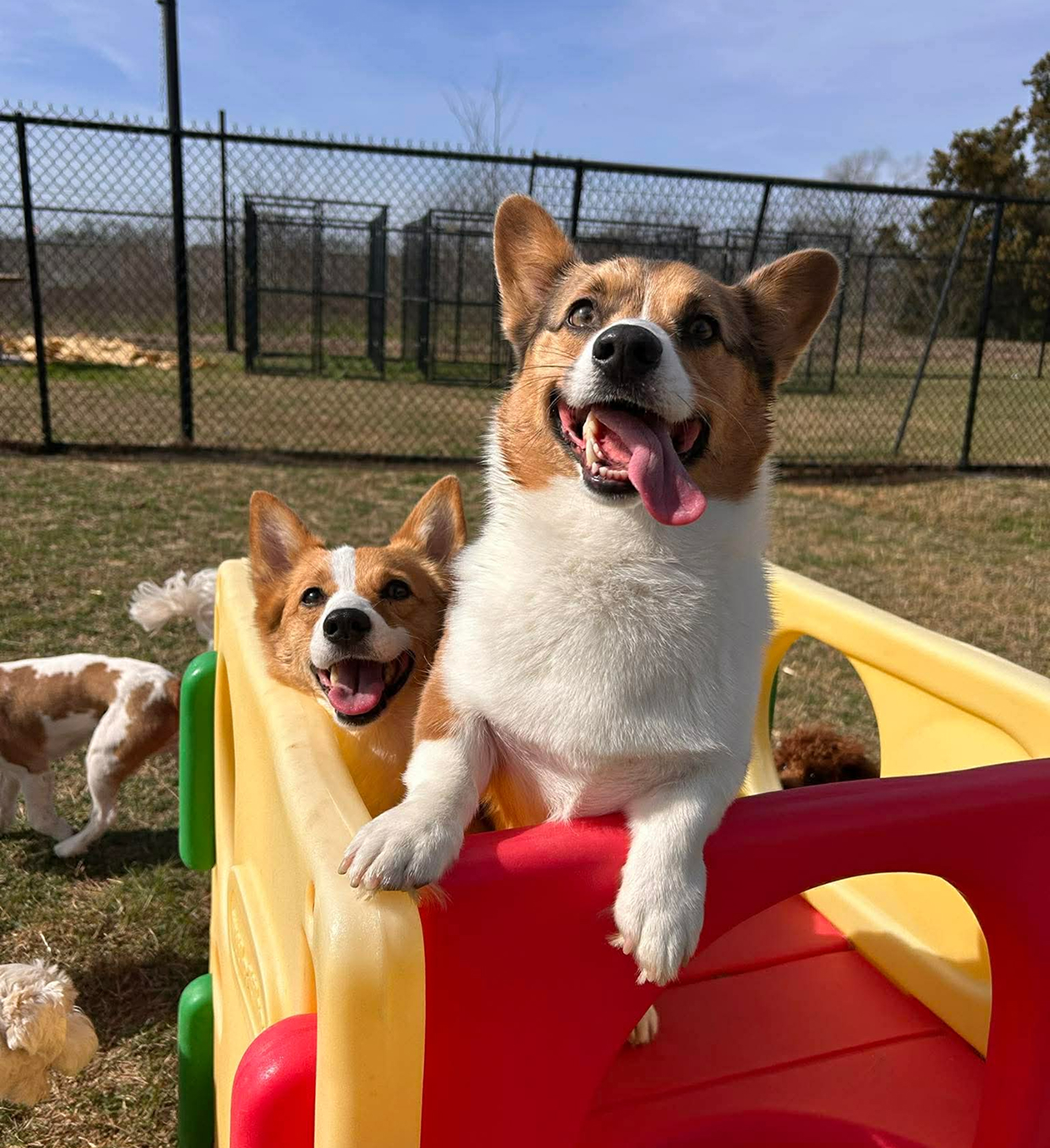 Happy dogs enjoying outdoor fun