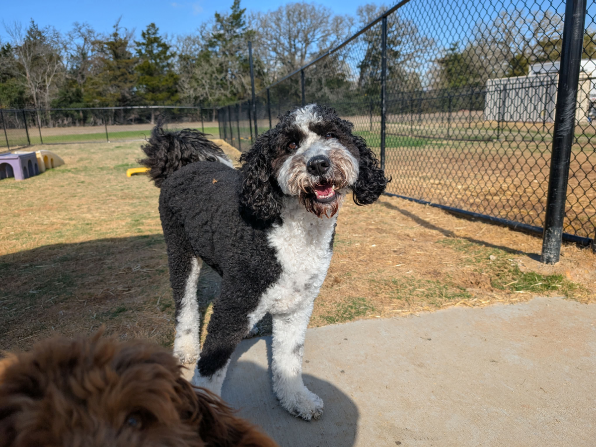 Happy dog in a sunny park