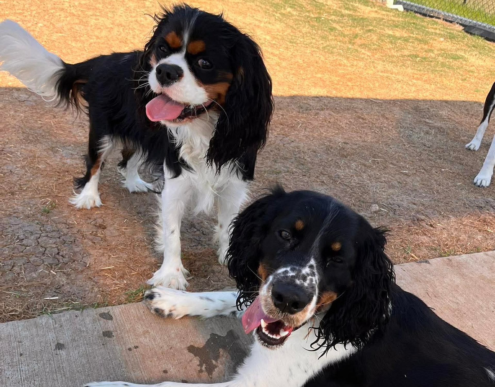 Happy dogs with wagging tails outdoors