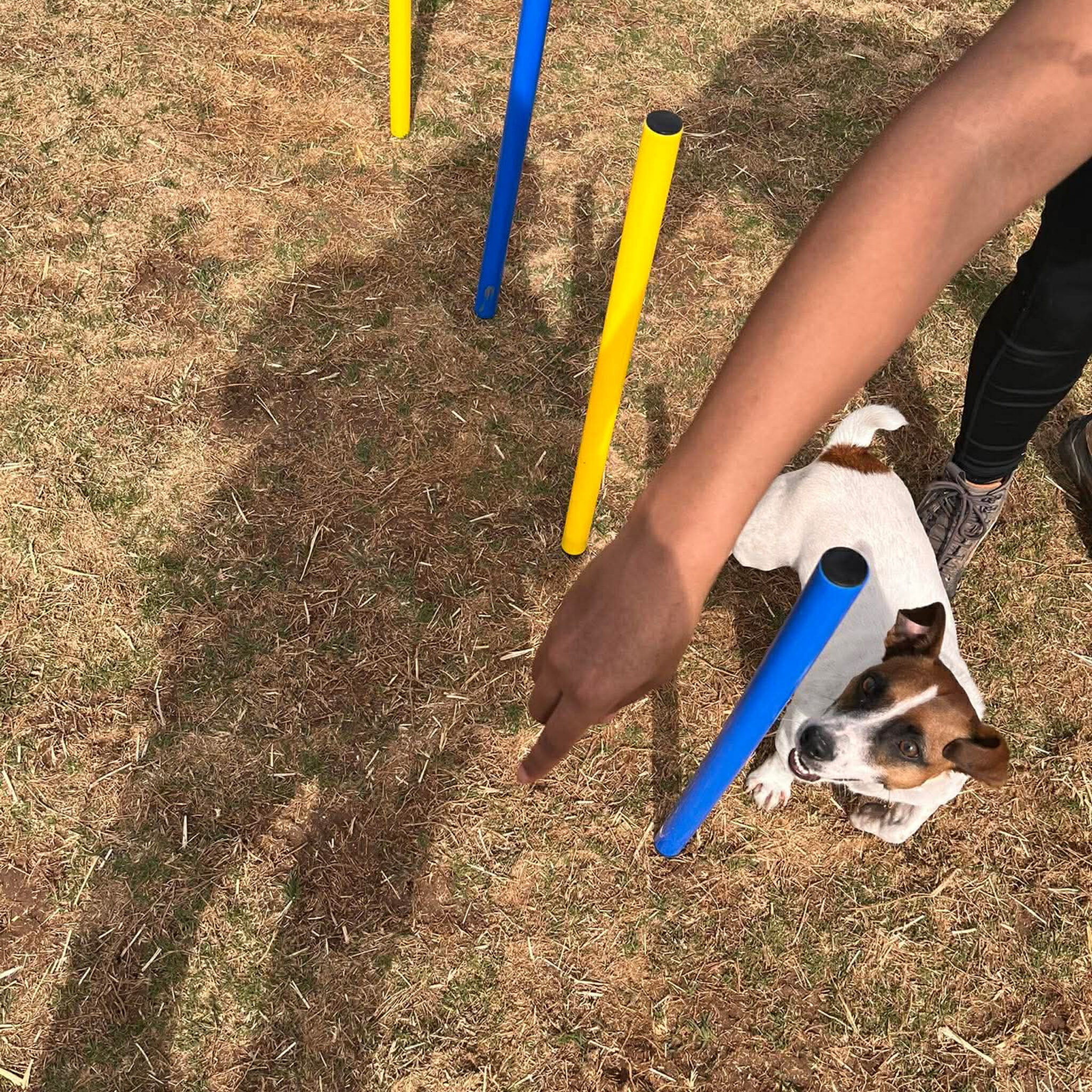 Dog navigating agility poles with handler.