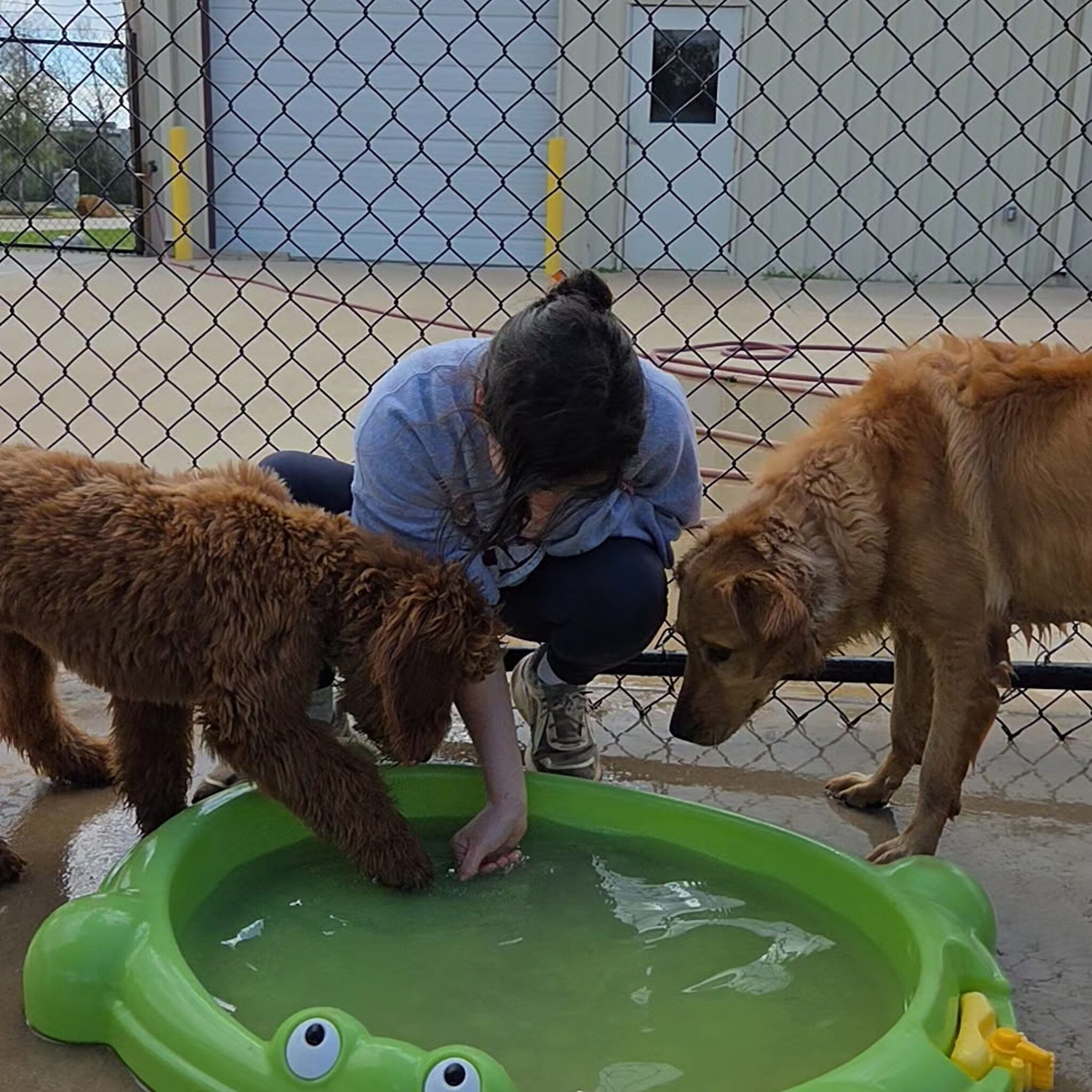 Person with two dogs near kiddie pool.